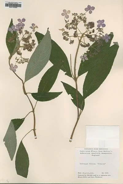 Hydrangea villosa hidcote