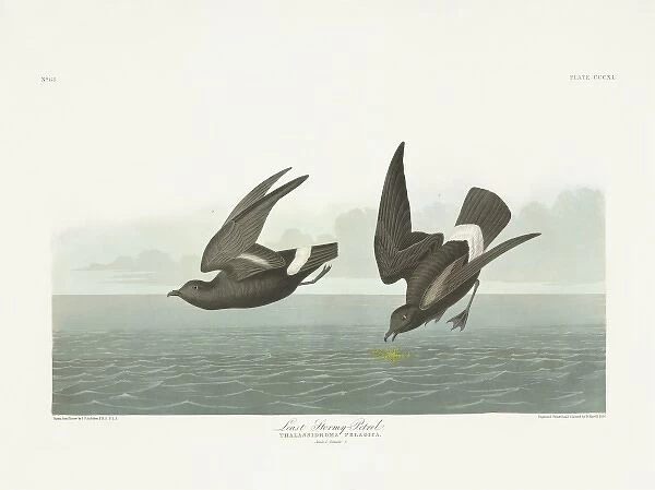 Hydrobates pelagicus, European storm petrel