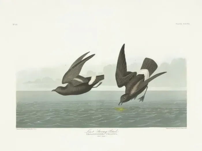 Framed Print : Hydrobates pelagicus, European storm petrel Framed Print : Hydrobates pelagicus, European storm petrel