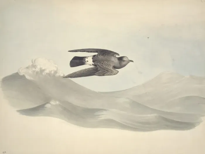 Framed Print : Hydrobates pleagicus, European storm petrel Framed Print : Hydrobates pleagicus, European storm petrel