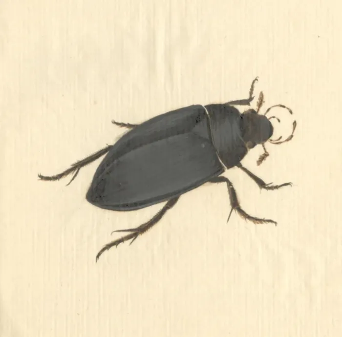 Framed Print : Hydrophilus piceus, great silver water beetle Framed Print : Hydrophilus piceus, great silver water beetle