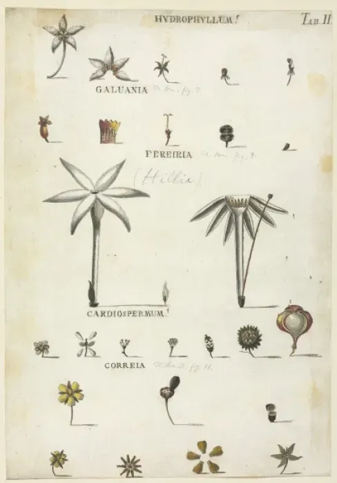Framed Print : Hydrophyllum, Galuania, Fereiria, Cardiospermum, Correia Framed Print : Hydrophyllum, Galuania, Fereiria, Cardiospermum, Correia