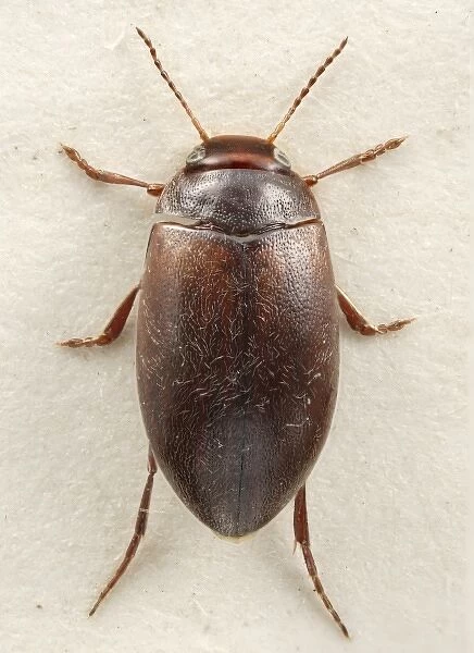 Hydroporus rufifrons, diving beetle
