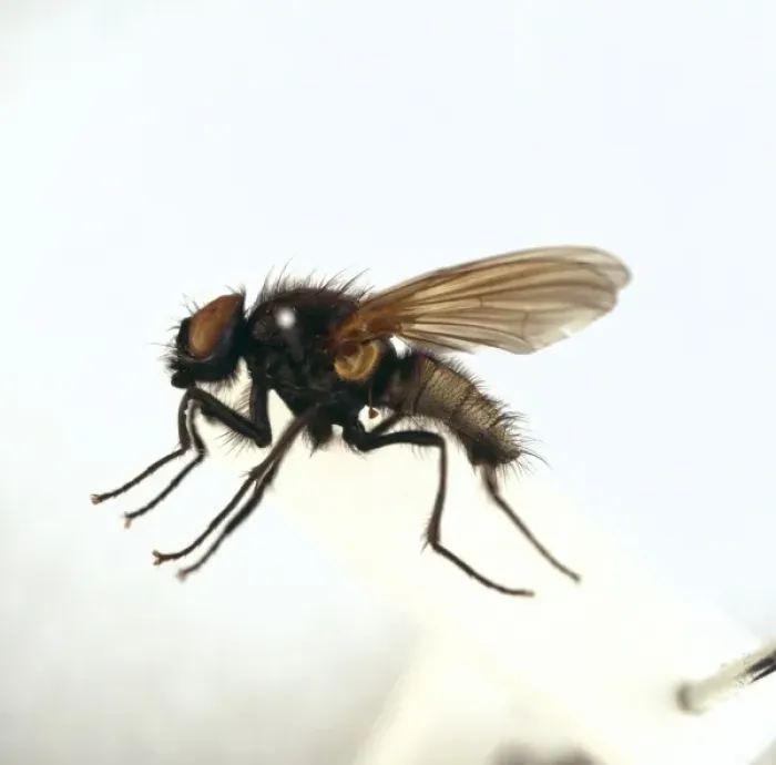 Framed Print : Hydrotaea irritans, head fly Framed Print : Hydrotaea irritans, head fly