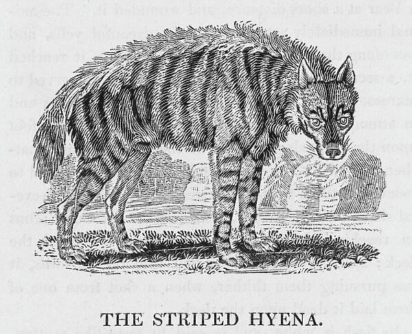 Hyena (Bewick). canis hyaena THE STRIPED HYENA Its eyes are remarkably wild, sullen