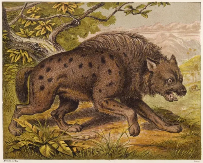 Framed Print : Hyena (Kronheim)