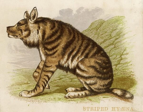 Hyena  /  Striped 1880S