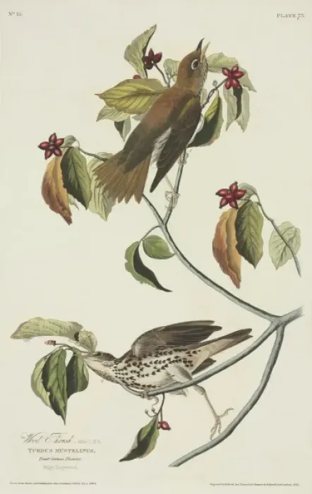 Framed Print : Hylocichla mustelina, wood thrush