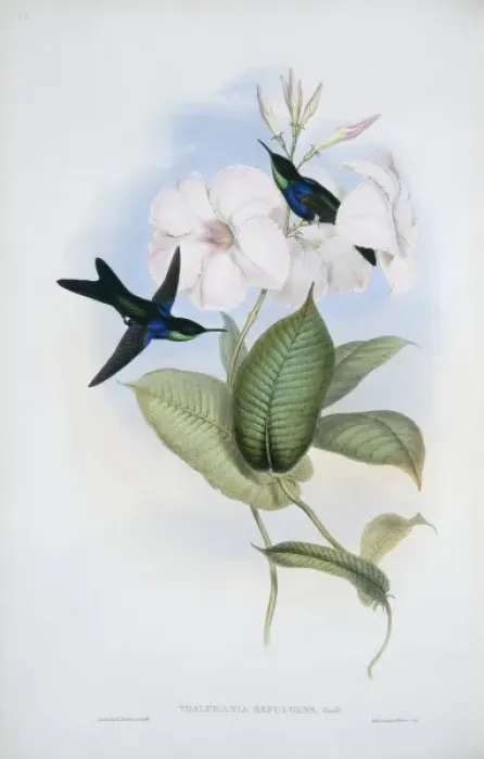 Framed Print : Hylonympha macrocerca, scissor-tailed hummingbird Framed Print : Hylonympha macrocerca, scissor-tailed hummingbird