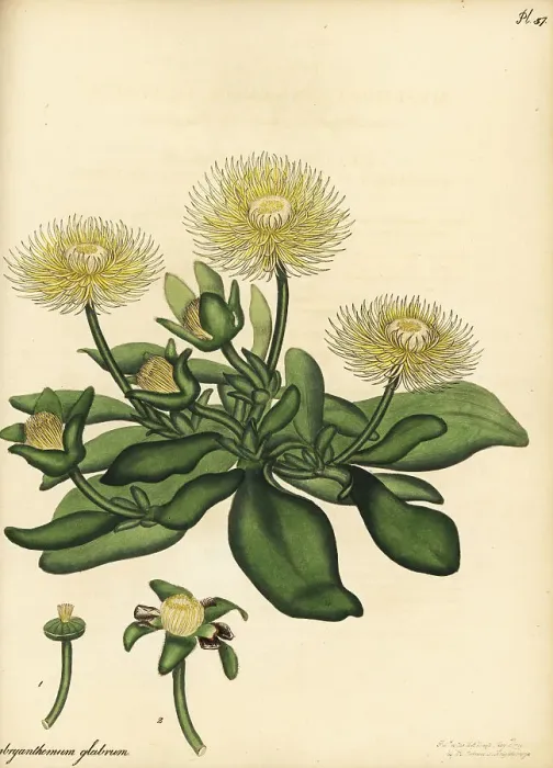 Framed Print : Hymenogyne glabra, native to South Africa Framed Print : Hymenogyne glabra, native to South Africa