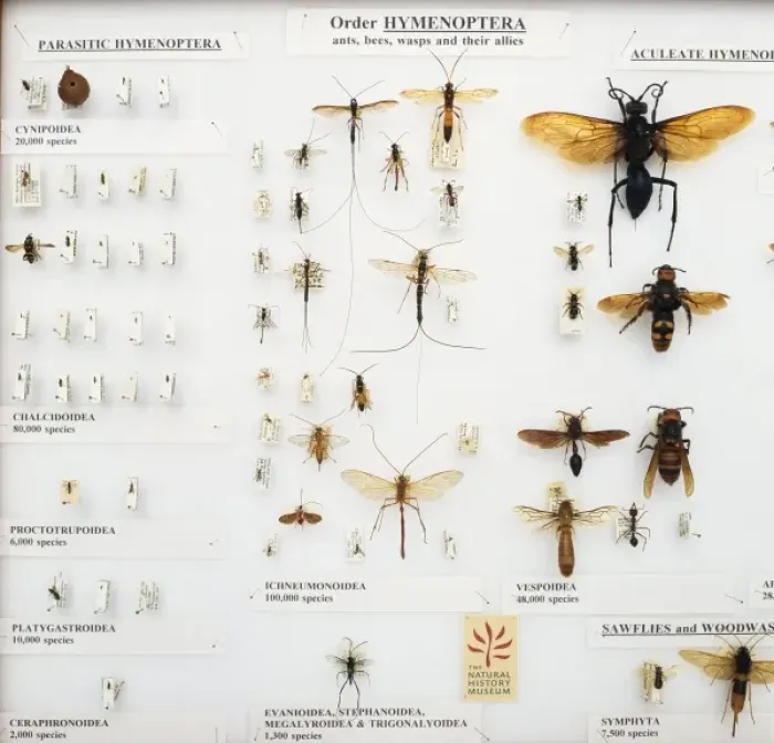 Framed Print : Hymenoptera specimens Framed Print : Hymenoptera specimens