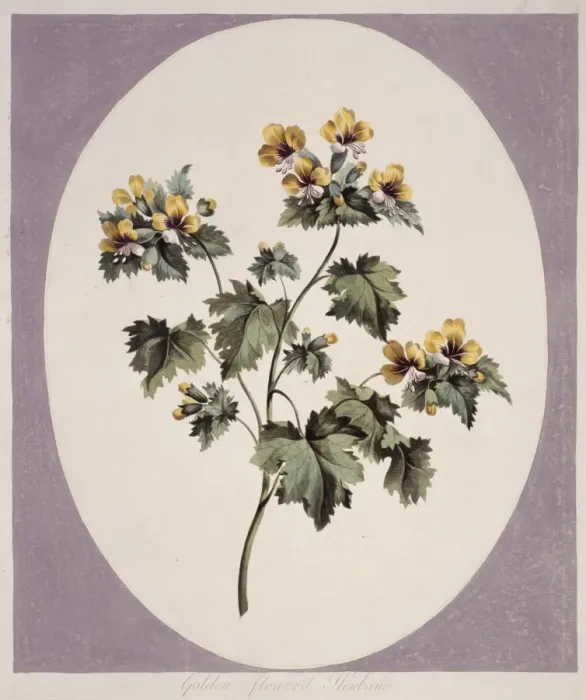 Framed Print : Hyoscyamus aureus, golden flowered henbane Framed Print : Hyoscyamus aureus, golden flowered henbane