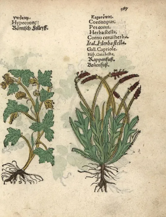 Framed Print : Hypecoum procumbens and swineweed, Coronopus squamatus Framed Print : Hypecoum procumbens and swineweed, Coronopus squamatus