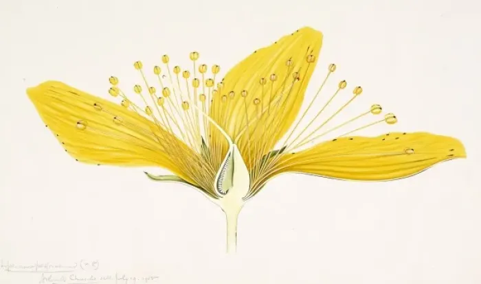 Framed Print : Hypericum perforatum, St. Johnswort Framed Print : Hypericum perforatum, St. Johnswort