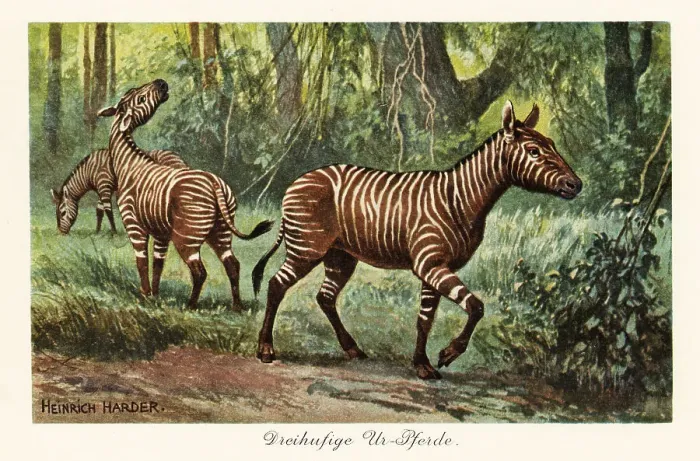 Framed Print : Hypohippus, extinct genus of three-toed horse, Miocene Framed Print : Hypohippus, extinct genus of three-toed horse, Miocene