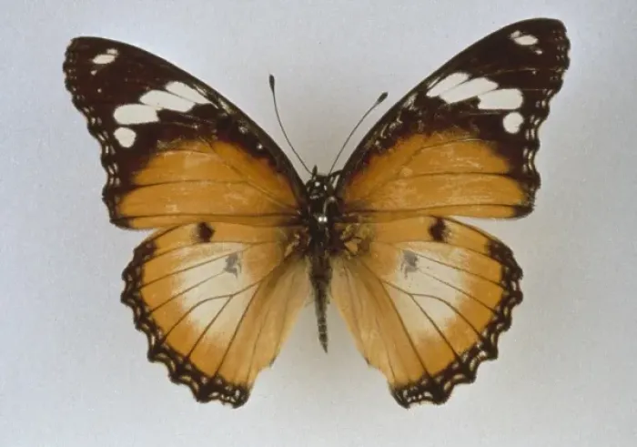Framed Print : Hypolimnas misippus, diadem butterfly Framed Print : Hypolimnas misippus, diadem butterfly