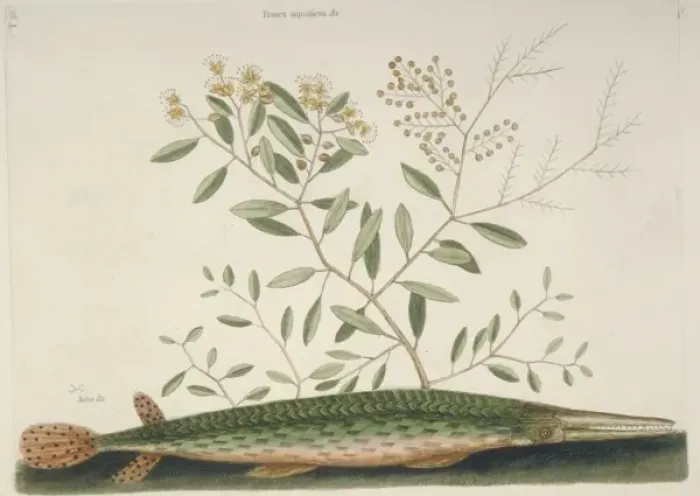 Framed Print : Hyporhamphus ihi, garfish