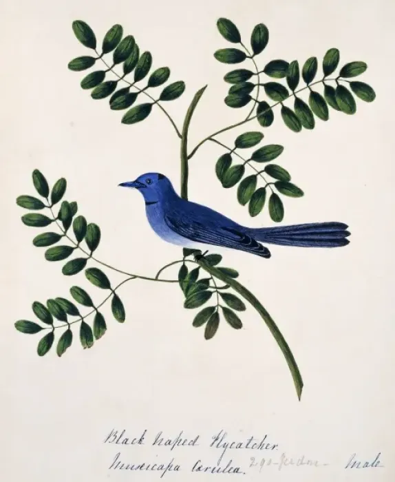 Framed Print : Hypothymis azurea, black-naped monarch Framed Print : Hypothymis azurea, black-naped monarch
