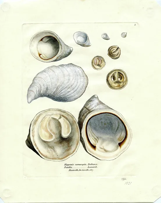 Framed Print : Hypponyx cornucopia & Patella, Hauteville, De Gerville Framed Print : Hypponyx cornucopia & Patella, Hauteville, De Gerville