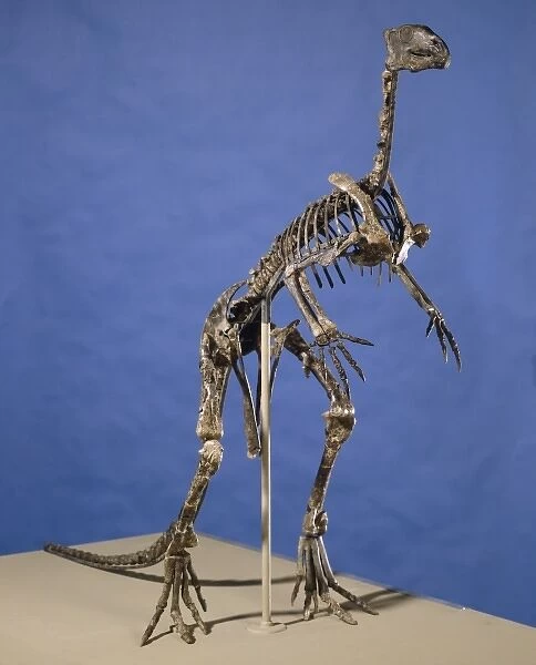 Hypsilophodon skeleton