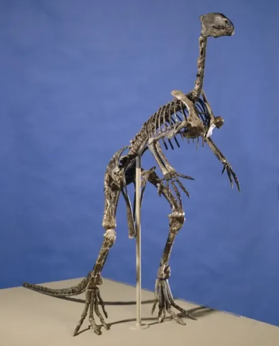 Framed Print : Hypsilophodon skeleton Framed Print : Hypsilophodon skeleton