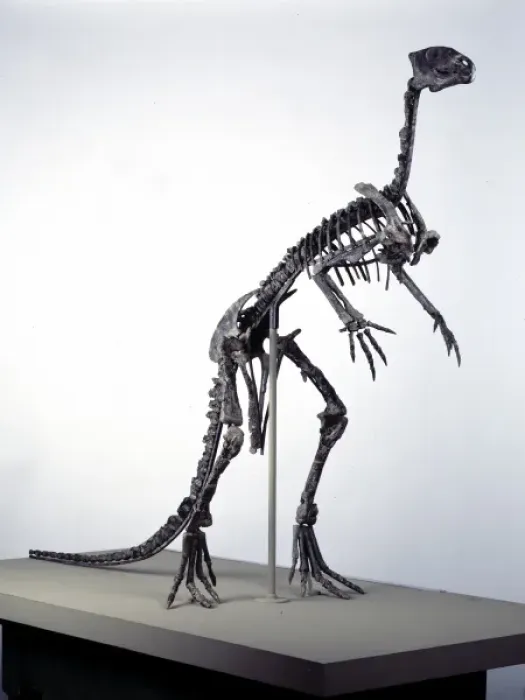 Framed Print : Hypsilophodon skeleton Framed Print : Hypsilophodon skeleton
