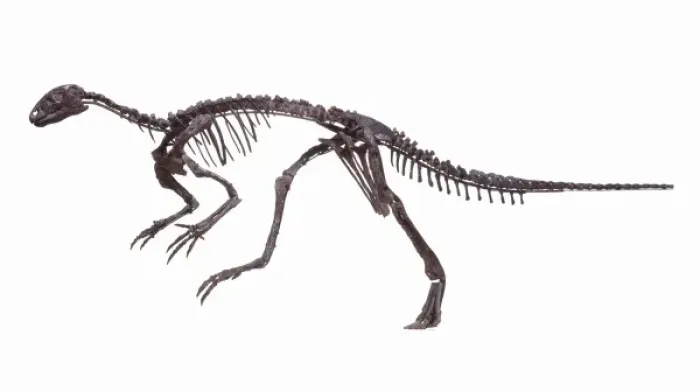 Framed Print : Hypsilophodon skeleton Framed Print : Hypsilophodon skeleton