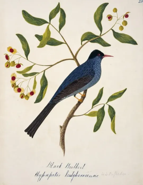 Framed Print : Hypsipetes leucocephalus, black bulbul Framed Print : Hypsipetes leucocephalus, black bulbul