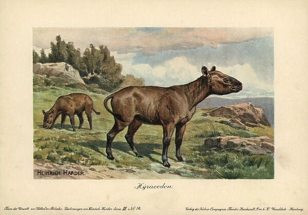 Hyracodon, an extinct genus of fast-running