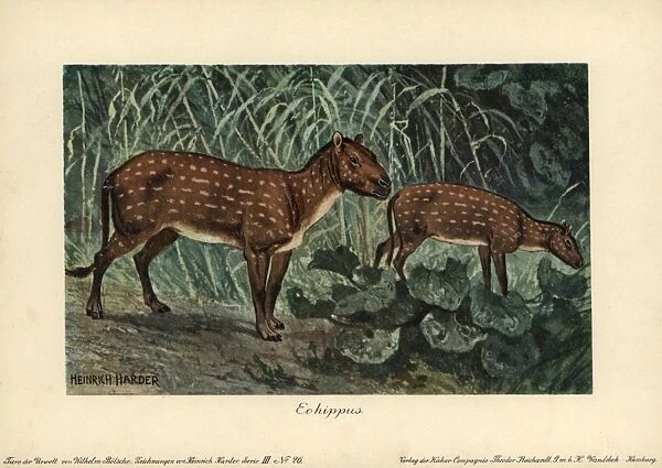 Hyracotherium or Eohippus, the dawn horse