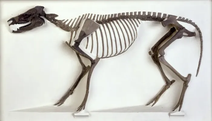 Framed Print : Hyracotherium skeleton Framed Print : Hyracotherium skeleton