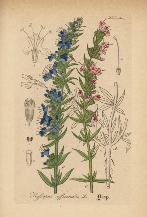 Framed Print : Hyssop, Hyssopus officinalis Framed Print : Hyssop, Hyssopus officinalis