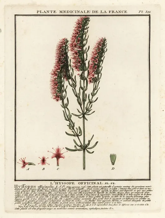 Framed Print : Hyssop, Hyssopus officinalis Framed Print : Hyssop, Hyssopus officinalis