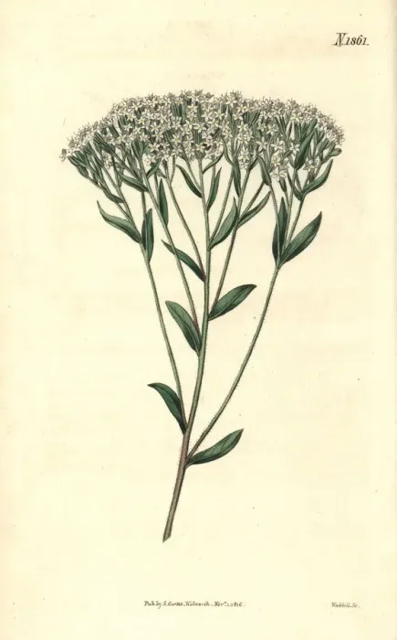 Framed Print : Hyssop-leaved stevia, Stevia eupatoria Framed Print : Hyssop-leaved stevia, Stevia eupatoria