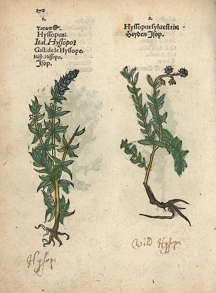 Hyssop varieties, Hyssopus officinalis
