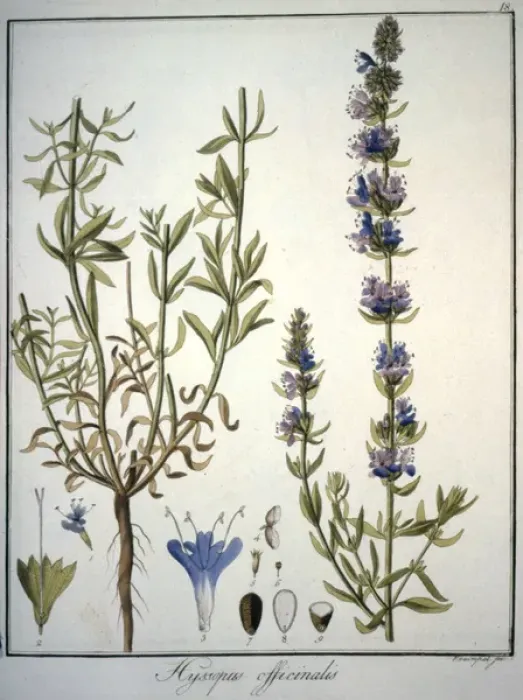 Framed Print : Hyssopus Officinalis Framed Print : Hyssopus Officinalis