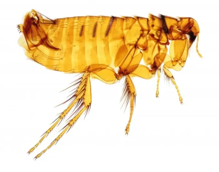 Framed Print : Hystrichopsylla talpae talpae, mole flea