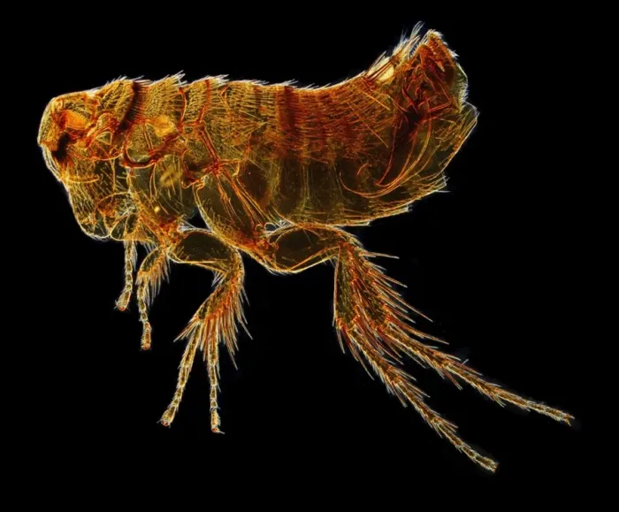 Framed Print : Hystrichopsylla talpae talpae, mole flea Framed Print : Hystrichopsylla talpae talpae, mole flea