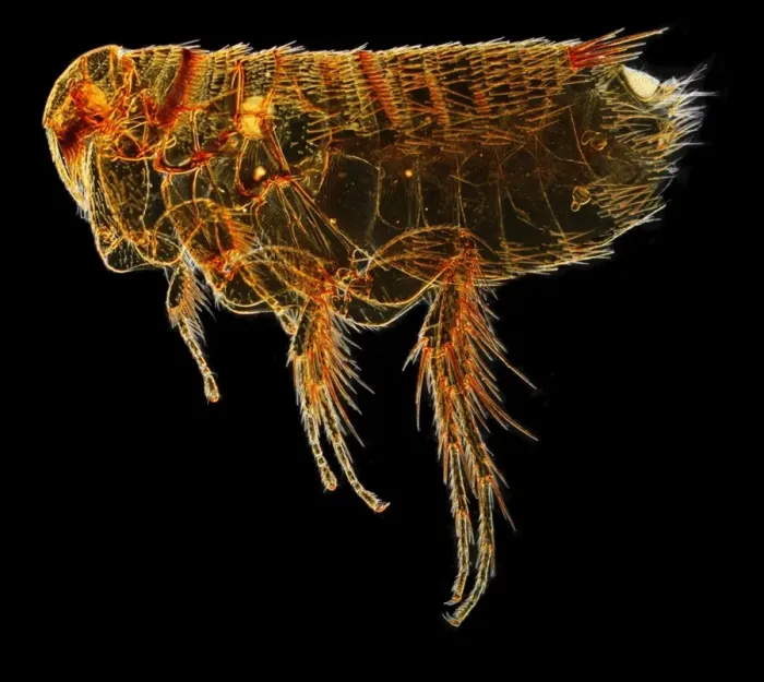 Framed Print : Hystrichopsylla talpae talpae, mole flea Framed Print : Hystrichopsylla talpae talpae, mole flea