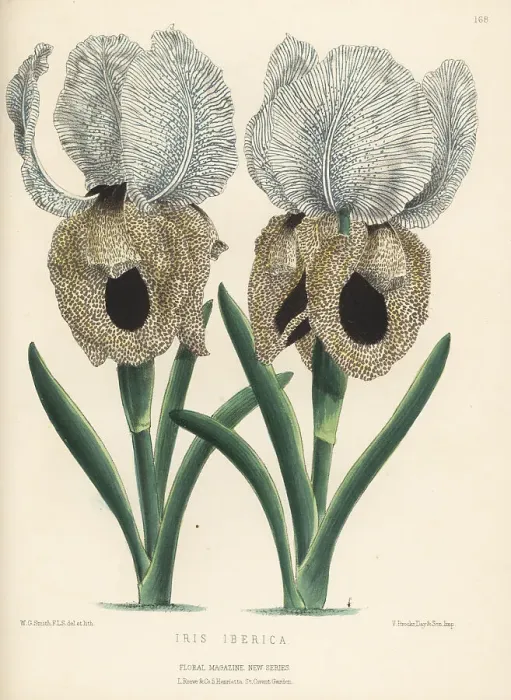 Framed Print : Iberian iris or Georgian iris, Iris iberica Framed Print : Iberian iris or Georgian iris, Iris iberica