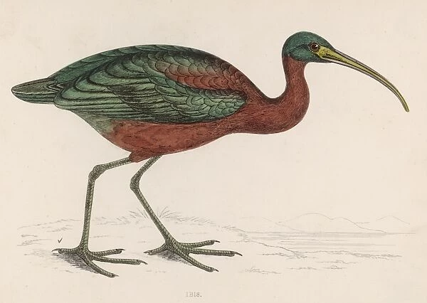 An Ibis  /  Morris