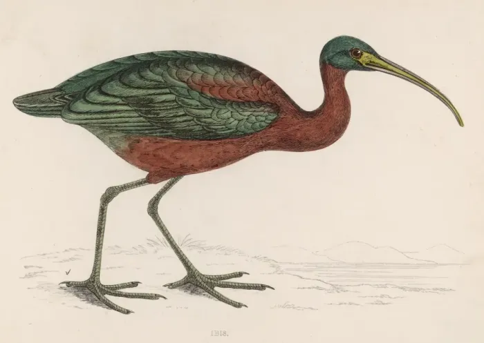 Framed Print : An Ibis / Morris Framed Print : An Ibis / Morris