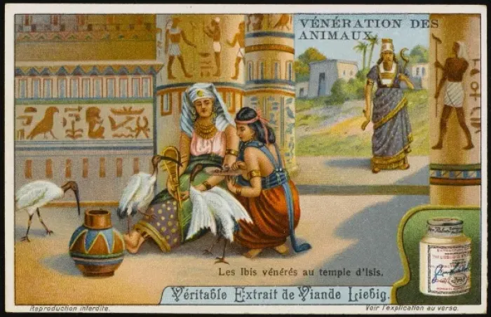 Framed Print : Ibis Worshipped Egypt Framed Print : Ibis Worshipped Egypt