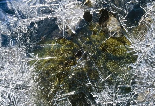 Ice - Moss in ice frozen spring