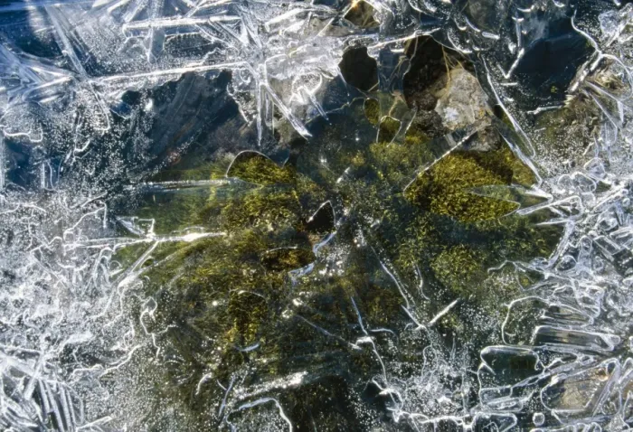 Framed Print : Ice - Moss in ice frozen spring Framed Print : Ice - Moss in ice frozen spring
