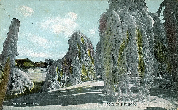 Ice Trees, Niagara, Ontario
