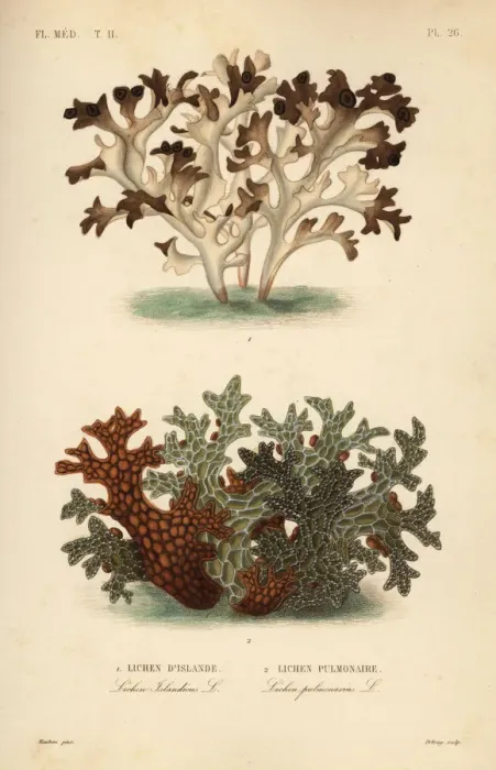 Framed Print : Iceland moss and tree lungwort Framed Print : Iceland moss and tree lungwort