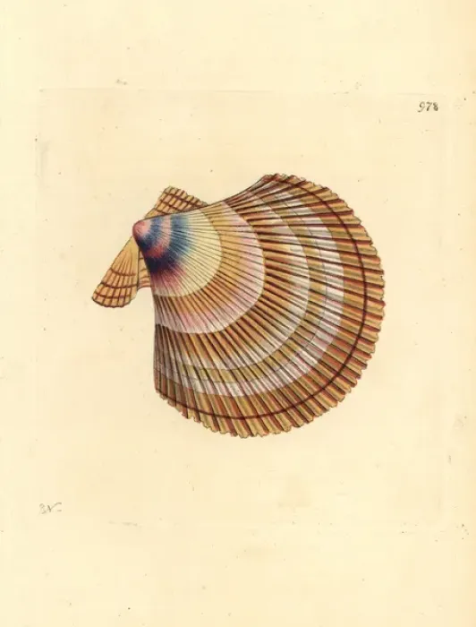 Framed Print : Icelandic scallop, Chlamys islandica Framed Print : Icelandic scallop, Chlamys islandica