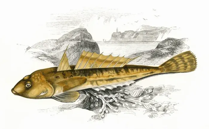 Framed Print : Icelinus burchami, or Dusky Sculpin Framed Print : Icelinus burchami, or Dusky Sculpin