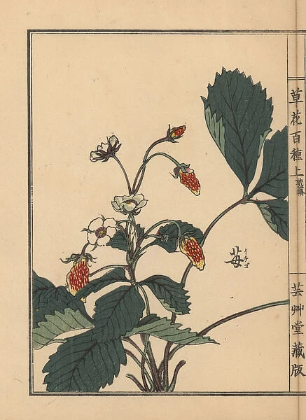Ichigo or strawberry, Fragaria ananassa